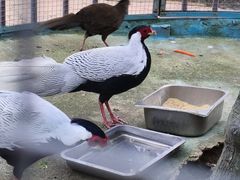 -栾川竹海野生动物园