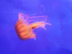 -上海海洋水族馆