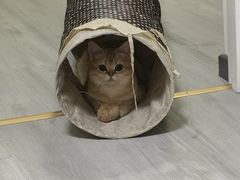 -猫大福·Fortune Cat猫舍(百子湾店)