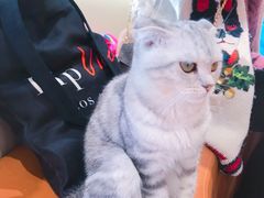 -藏猫猫咖啡主题馆(中央大道店)