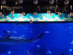 -烟台海昌鲸鲨海洋公园