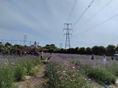 -紫颐香薰山谷景区