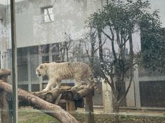 -武汉动物园