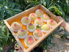 -老袁家蜜桃农场·阳山水蜜桃