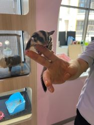 -Moni星球萌宠·小马宝莉·灵蛇·高端高阶全萌宠互动体验俱乐部(红豆国际广场店)