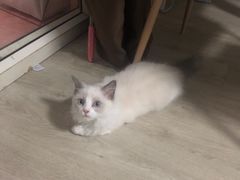 -东方名猫馆·英短金渐层布偶猫舍(环线广场1号楼店)