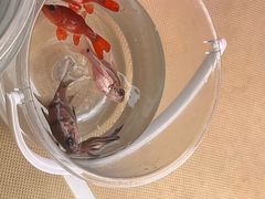 -小猫钓鱼海钓俱乐部(椰梦长廊店)