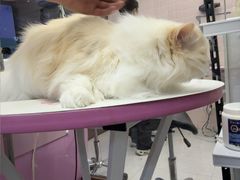 -FAELING PETS美天灵宠物(富力广场店)