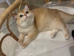 -宠爱国际动物医院· 猫科· 外科·中兽医(长白店)