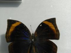 -上海昆虫博物馆