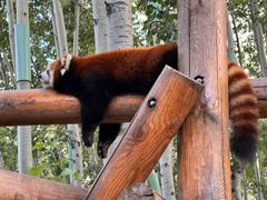 -北京野生动物园