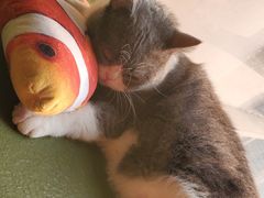 -猫猫幼稚园·撸猫·桌游·电玩