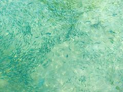 -东姑阿都拉曼海洋公园