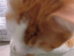 -佳雯宠物医院·皮肤科·内外科(春晓路分院)