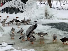 -新疆天山野生动物园