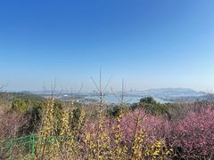 -香雪海