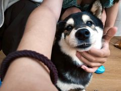 -是阿柴呀！柴犬咖啡·爱喵喵猫咖
