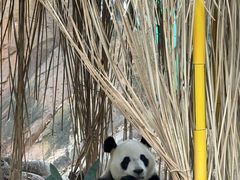 -广州长隆野生动物世界