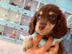 -萌宠之家·腊肠犬·马尔泰·小体犬舍