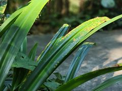 -西双版纳原始森林公园