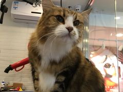 -PETKIT小佩宠物(古北店)