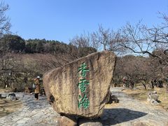 -香雪海