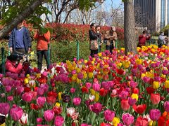 -大宁郁金香公园-停车场