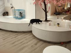 -浣熊柯尔鸭土拨鼠·电玩咖