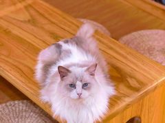 -猫にゃん · 猫的隐藏屋猫咖(麦地旗舰店)