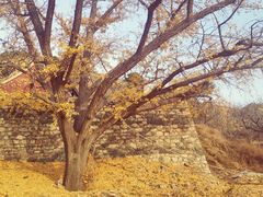 -遵化市禅林寺古银杏风景园