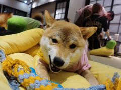 -逗柴咖啡屋·狗咖猫咖宠物桌游