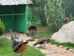 -西霞口神雕山野生动物世界