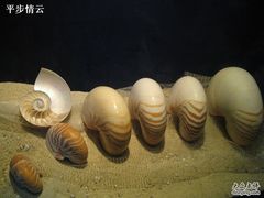 -亚龙湾中心广场·贝壳馆