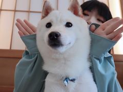 -柴犬小屋·柴餐厅·狗咖食堂(金鼎广场店)