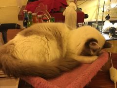 -猫色咖啡·猫咖