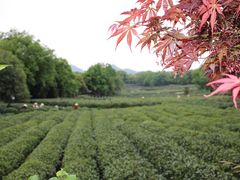 -茅家埠