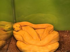 -上海大自然野生昆虫馆(东方明珠·爬宠昆虫探索中心)