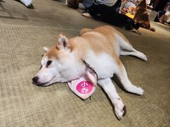 -逗柴咖啡屋·狗咖猫咖宠物桌游