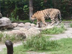 -上海野生动物园老虎餐厅