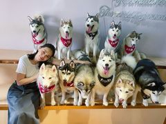 -Husky Go! 哈士奇体验馆·宠物咖啡厅狗咖