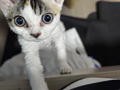 -艾吉宠物医院·疑难杂症转诊中心·猫友好(碧江路院)