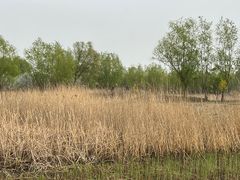 -东郊湿地公园