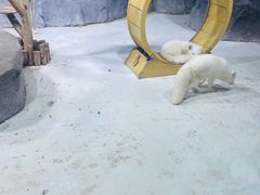 -海合安青岛极地海洋公园