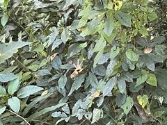 -野象谷景区
