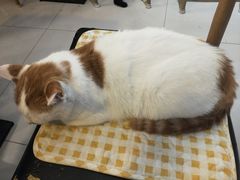 -平行世界·猫咖(首经贸店)