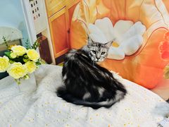 -爱洗澡的猫(望京店)