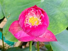 -陈家山荷花公园