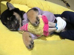 -逗柴咖啡屋·狗咖猫咖宠物桌游