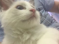 -喵的天空名猫咖啡馆·撸猫·猫舍·用品