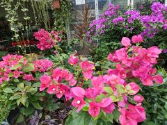 -金科花卉市场